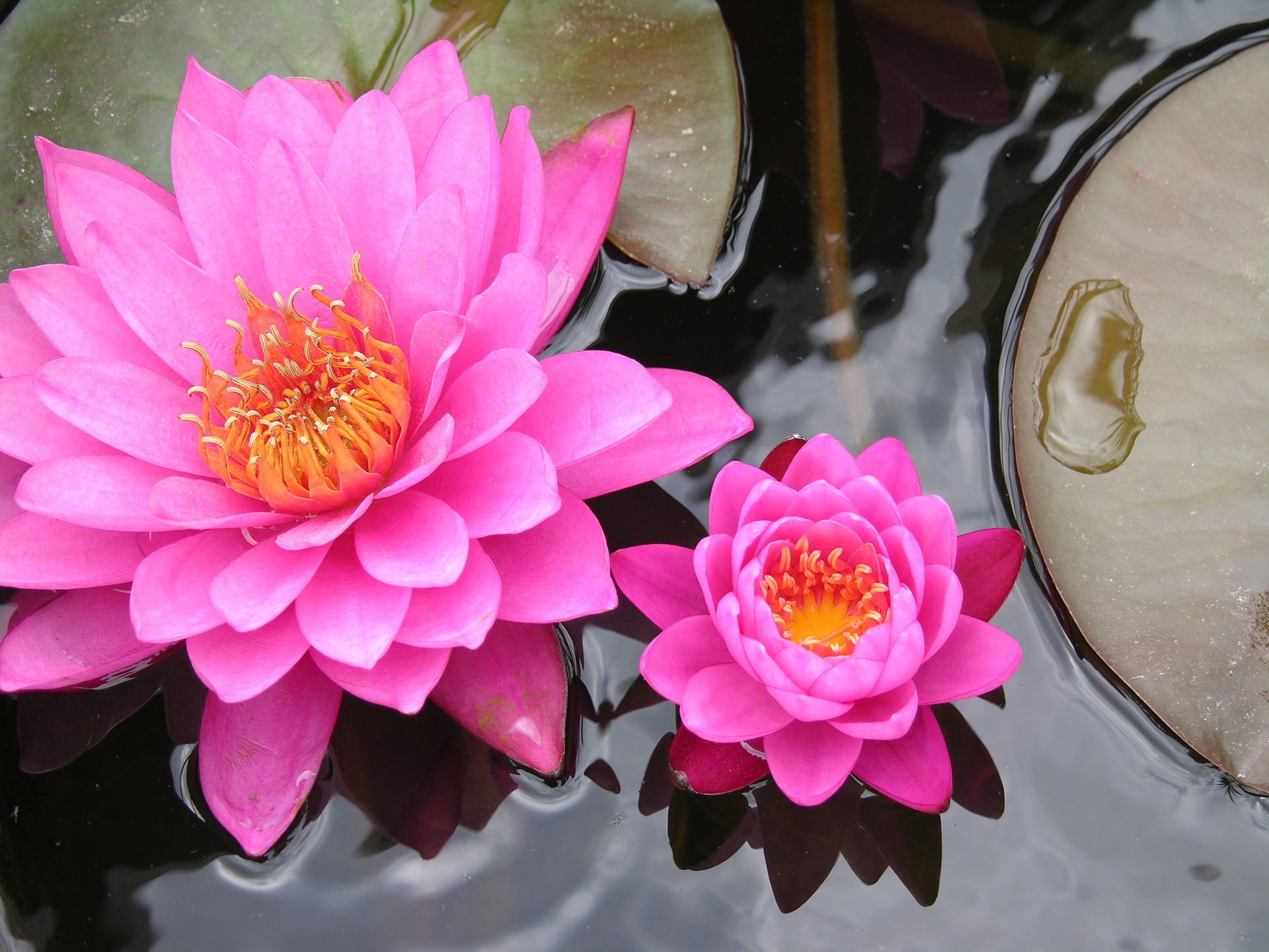 lily-pad-1939389_1920